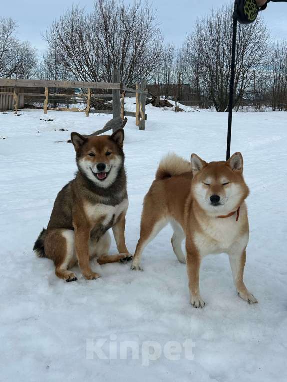Собаки в Севастополе: Щенок девчуля Сиба Асоби сезам от чемпионов Девочка, Бесплатно - фото 7