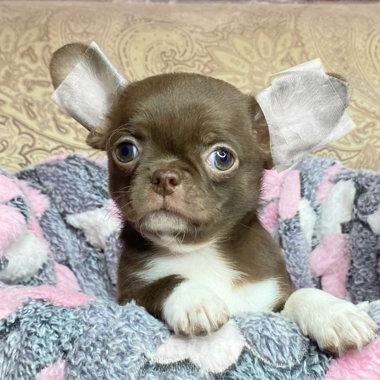 Собаки в Москве: Щенки чихуахуа  Девочка, Бесплатно - фото 1