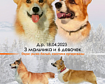 Собаки в Москве: Щенки Вельш Корги Пемброк Мальчик, 60 000 руб. - фото 2