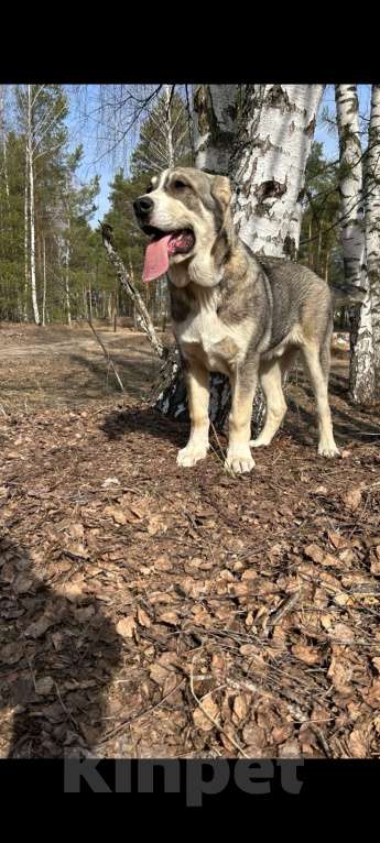 Собаки в других городах Нижегородской области: Мальчик породы алабай Мальчик, 50 000 руб. - фото 2