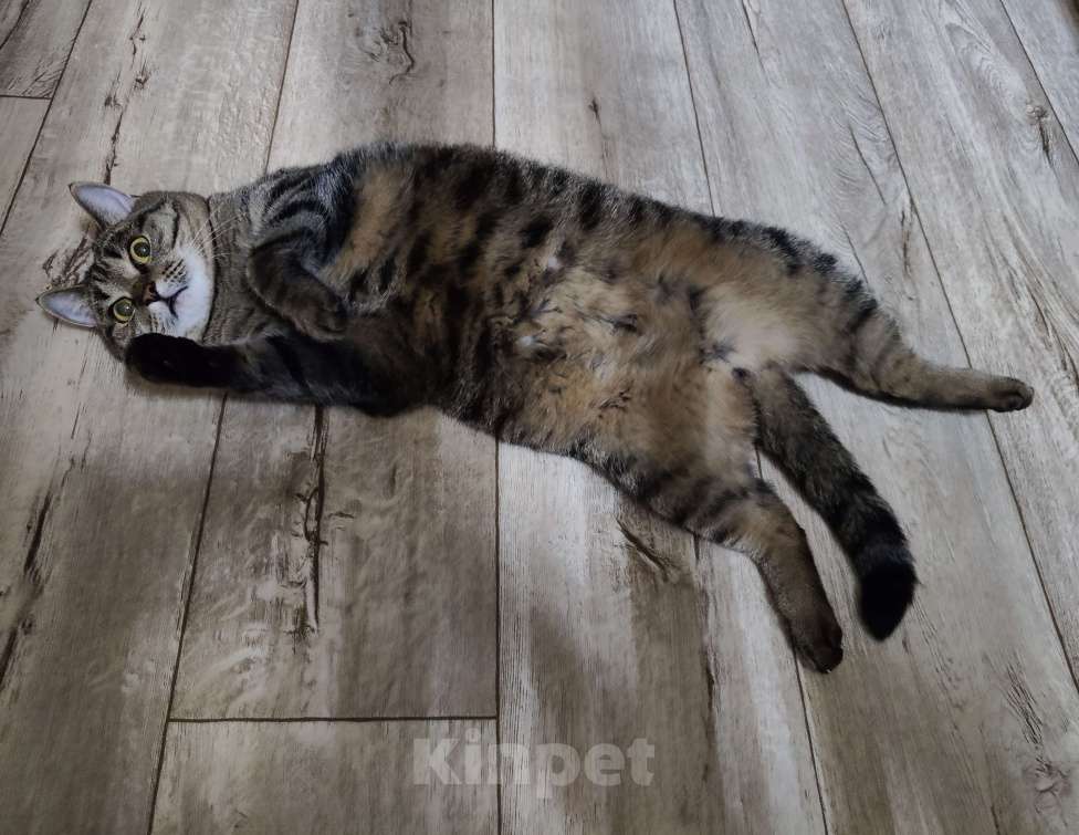 Кошки в Лангепасе: Кот Сибирский Тишка Мальчик, Бесплатно - фото 2