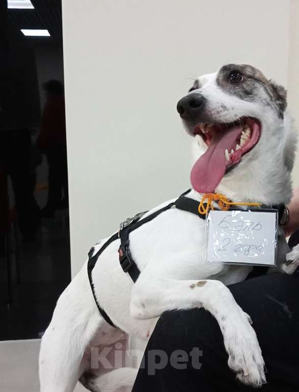 Собаки в Москве: Спасите Бэль от приюта! Девочка, Бесплатно - фото 4