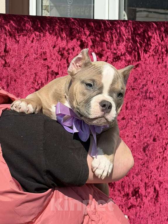 Собаки в Воронеже: Булочка Девочка, 110 000 руб. - фото 1