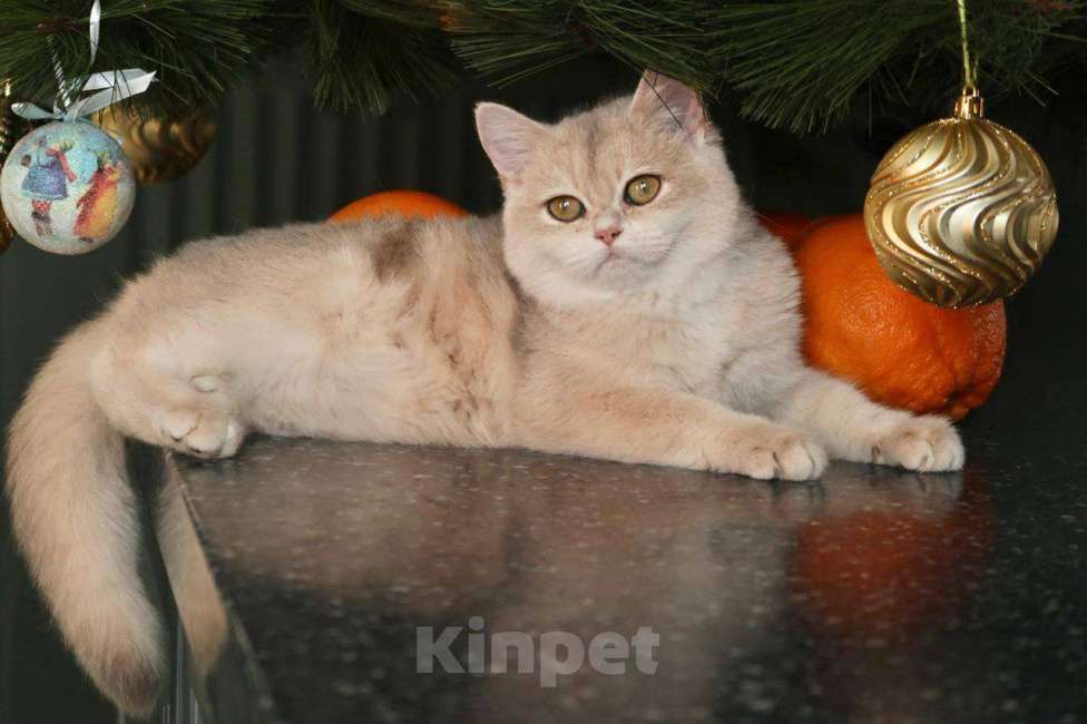 Кошки в Москве: Британский котенок Мэйлин Девочка, 50 000 руб. - фото 6