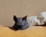 Кошки в Рязани: Котёнок-сфинкс Мальчик, 10 000 руб. - фото 3