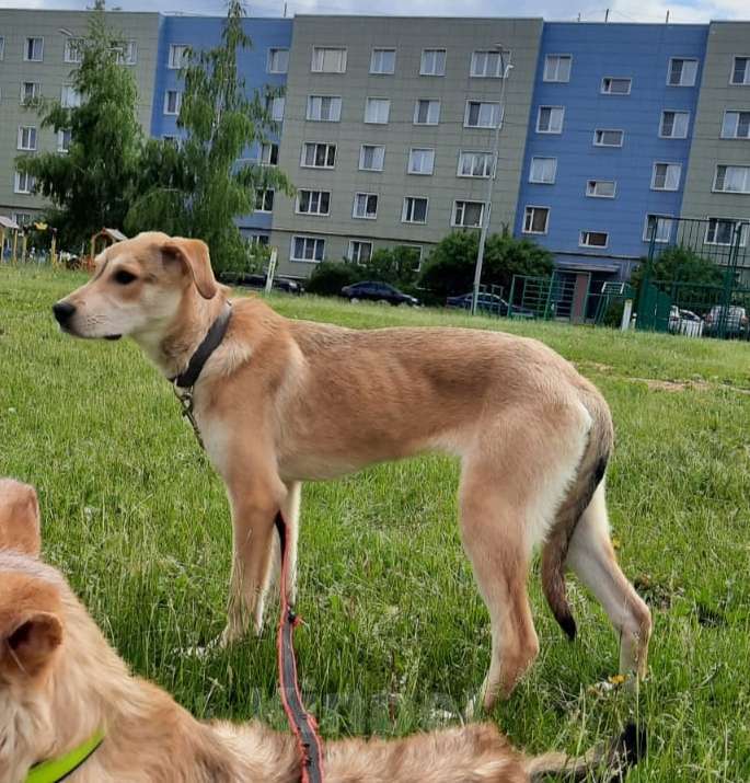 Собаки в Москве: Щенку Сене некуда идти  Мальчик, Бесплатно - фото 1