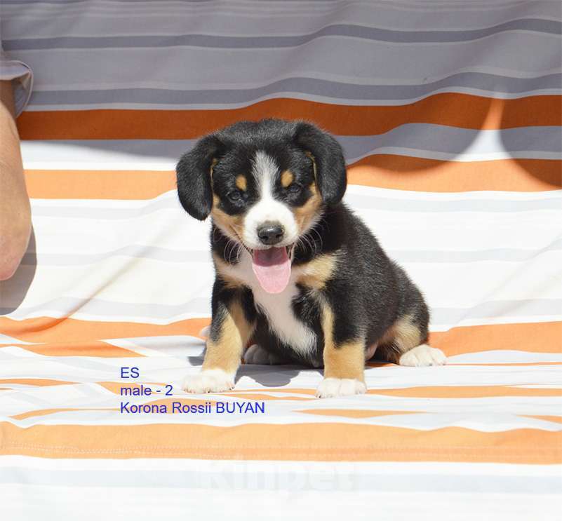 Собаки в Москве: энтлебухер зенненхунд щенки Мальчик, 100 000 руб. - фото 2