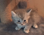 Кошки в других городах Красноярского края: Котик Мальчик, 1 500 руб. - фото 1