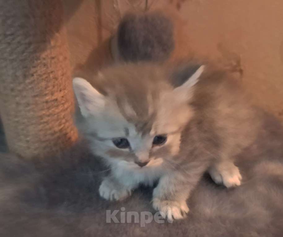 Кошки в других городах Красноярского края: Котик Мальчик, 1 500 руб. - фото 1