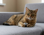 Кошки в Москве: кошка Кася в добрые руки Девочка, Бесплатно - фото 3