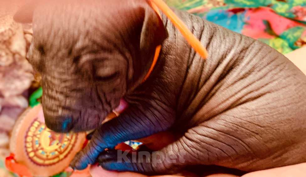Собаки в Санкт-Петербурге: Щенок Ксолоинцкуинтли ТЕОДОРА Девочка, 60 000 руб. - фото 8