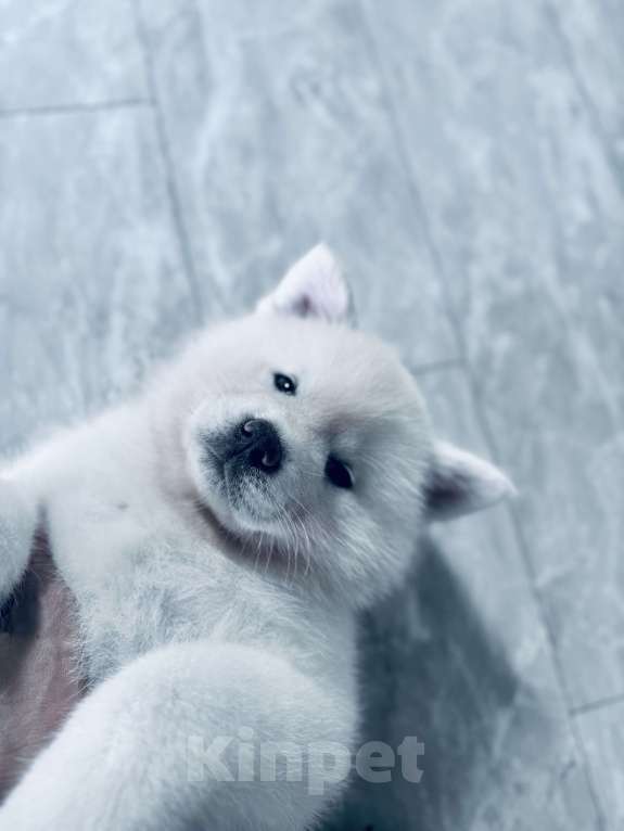 Собаки в Новосибирске: Щенок акиты- белый мишка Мальчик, 80 000 руб. - фото 8