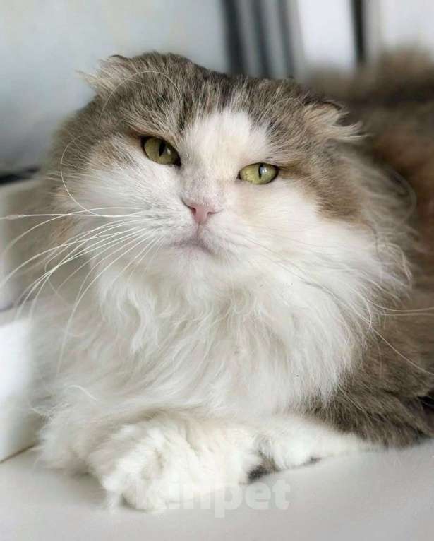 Кошки в Москве: Кошка в добрые руки Девочка, Бесплатно - фото 1