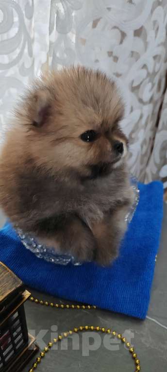 Собаки в Калтане: Померанский шпиц мини. Две чудесные девочки рыжий моболь и крем соболь окрасы Девочка, 35 000 руб. - фото 2