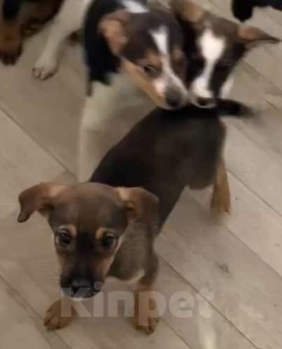 Собаки в Липецке: Щенки из приюта ищут дом Девочка, Бесплатно - фото 10