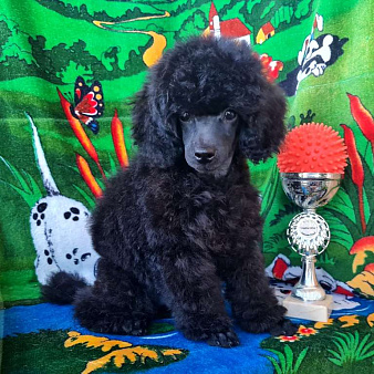 Пудель миниатюрный черный мальчик