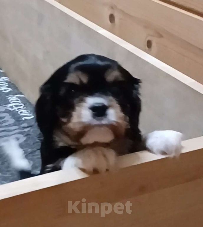 Собаки в Москве: Девочка Кавалер Кинг Чарльз спаниель  Девочка, Бесплатно - фото 1