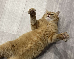 Кошки в Санкт-Петербурге: Кот в добрые руки Мальчик, Бесплатно - фото 6