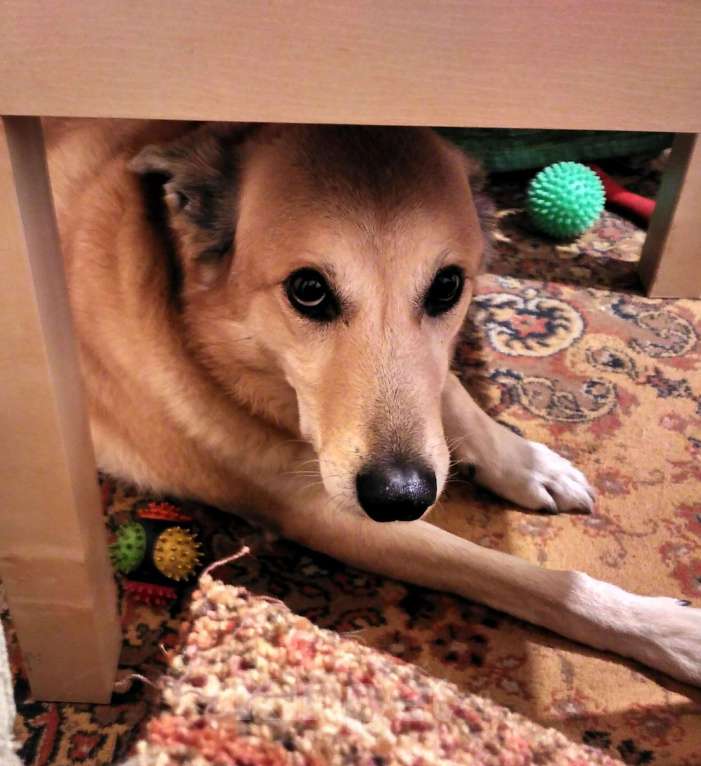 Собаки в Москве: Отдаем собаку в добрые руки Мальчик, Бесплатно - фото 2