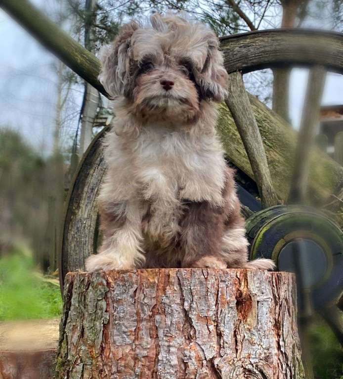 Собаки в других городах Московской области: Мальтипу шоколадный мерль Девочка, 120 000 руб. - фото 1