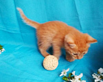 Кошки в Москве: Рыжий котенок в добрые руки.  1,5 мес Мальчик, Бесплатно - фото 8