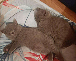 Кошки в Александровске-Сахалинском: Британские котята!, 5 000 руб. - фото 1