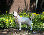 Собаки в Голицыно: Невероятная Девочка, 50 000 руб. - фото 6