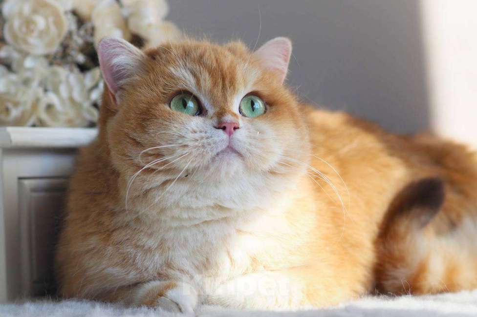 Кошки в Москве: Кошечка британская для разведения  Девочка, 100 000 руб. - фото 2