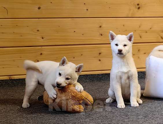 Собаки в Москве: Белые Сиба ину. Ми-ми-мишки. Девочка, 60 000 руб. - фото 8