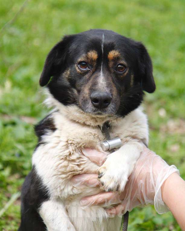 Собаки в других городах Московской области: Крошка Пудинг в дар Мальчик, Бесплатно - фото 8