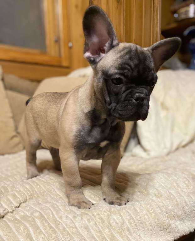 Собаки в Санкт-Петербурге: Шикарный мальчик палевого окраса  Мальчик, 45 000 руб. - фото 2