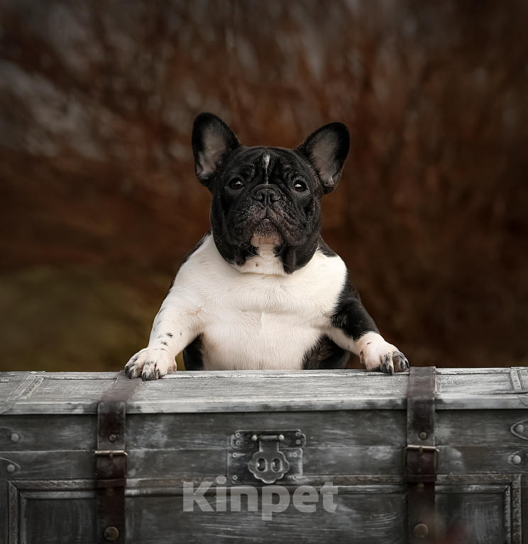 Собаки в Санкт-Петербурге: Ума Девочка, Бесплатно - фото 1