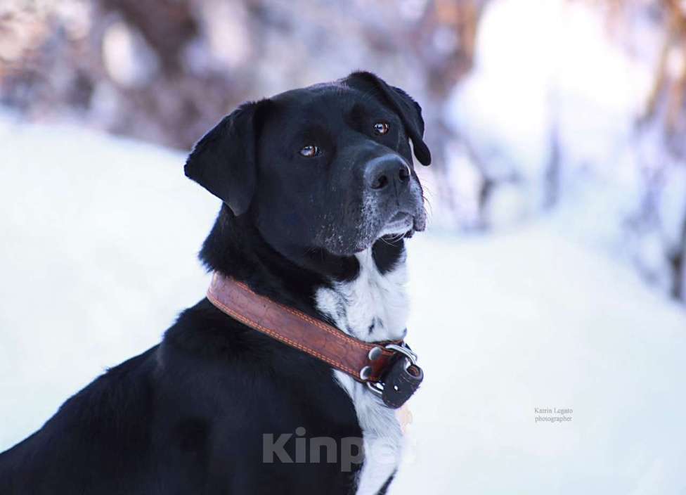 Собаки в Мытищах: Метис Ляля ищет дом Девочка, Бесплатно - фото 3