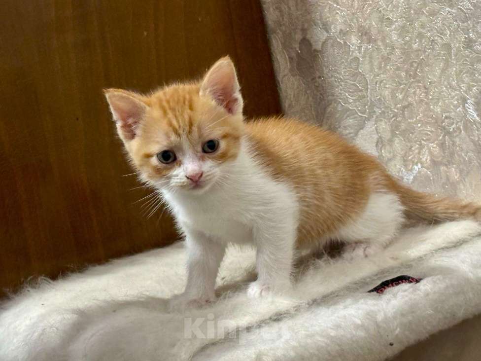 Кошки в Москве: Рыжие мальчишки. Котята 1,5 мес. в добрые руки. Мальчик, Бесплатно - фото 5
