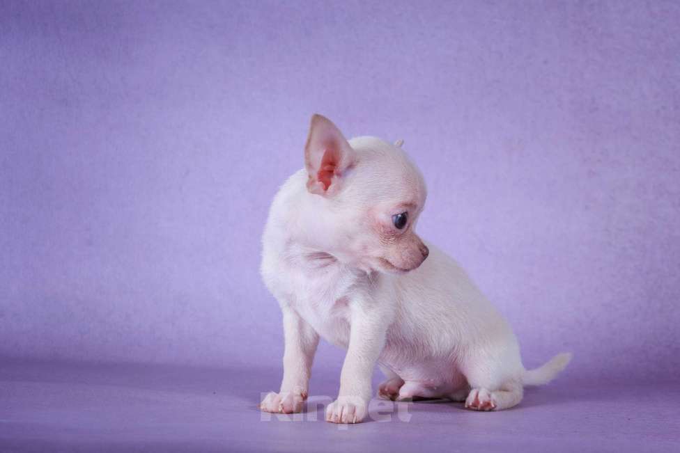 Собаки в Москве: Сладкий Зефирчик Мальчик, 50 000 руб. - фото 3