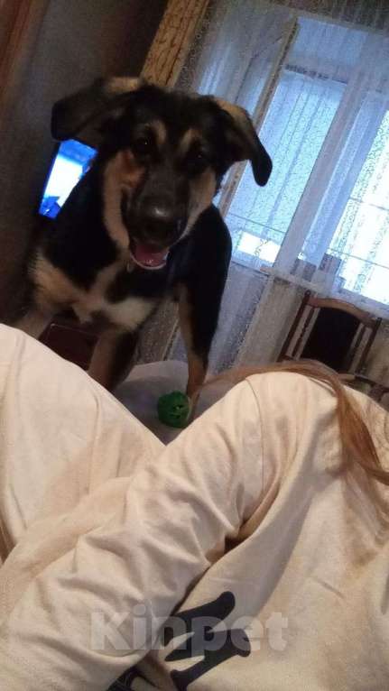 Собаки в Москве: Хочу отдать это чудо в добрые руки  Мальчик, Бесплатно - фото 2