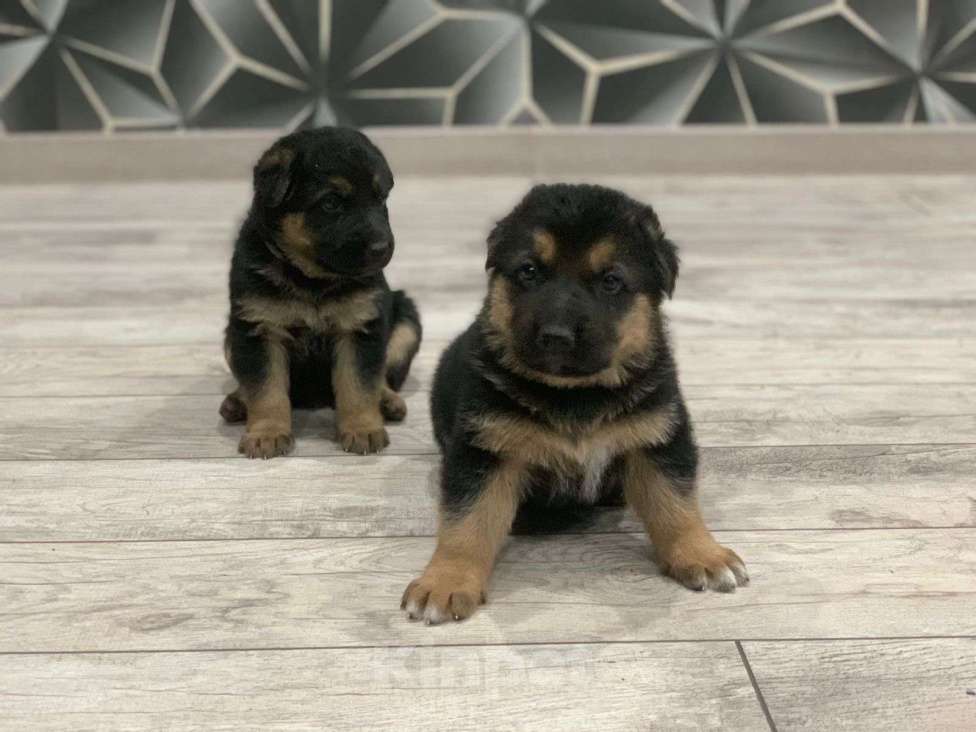 Собаки в других городах Краснодарского края: щенки немецкой овчарки Мальчик, 8 000 руб. - фото 7