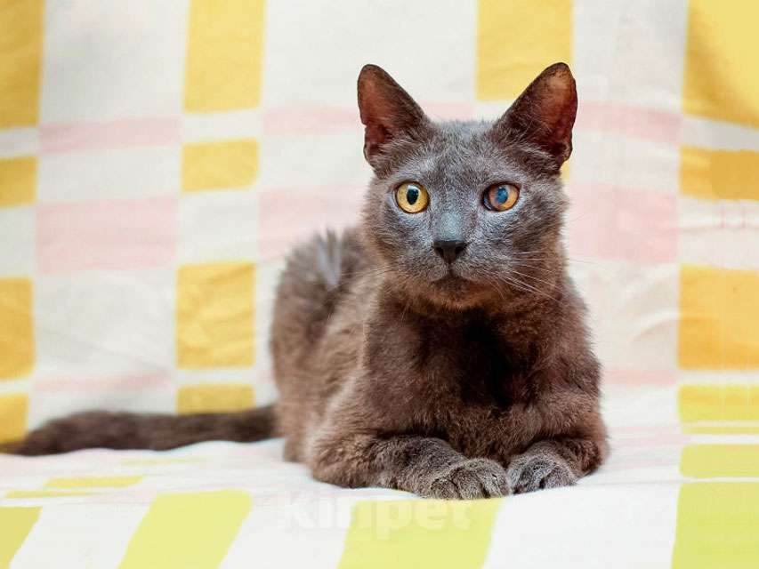 Кошки в Москве: Гера ищет дом: доверчивое сердце, которое верит в людей вопреки всему Мальчик, Бесплатно - фото 10