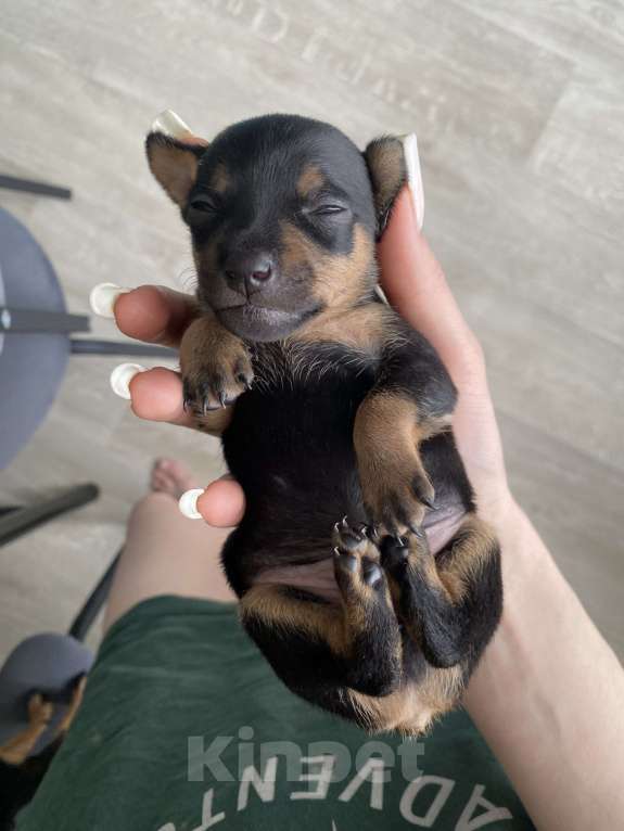 Собаки в Саяногорске: цвергпинчер Разнополые, 12 000 руб. - фото 2