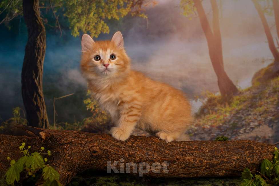 Кошки в Санкт-Петербурге: Котенок курильского бобтейла  Мальчик, 40 000 руб. - фото 1