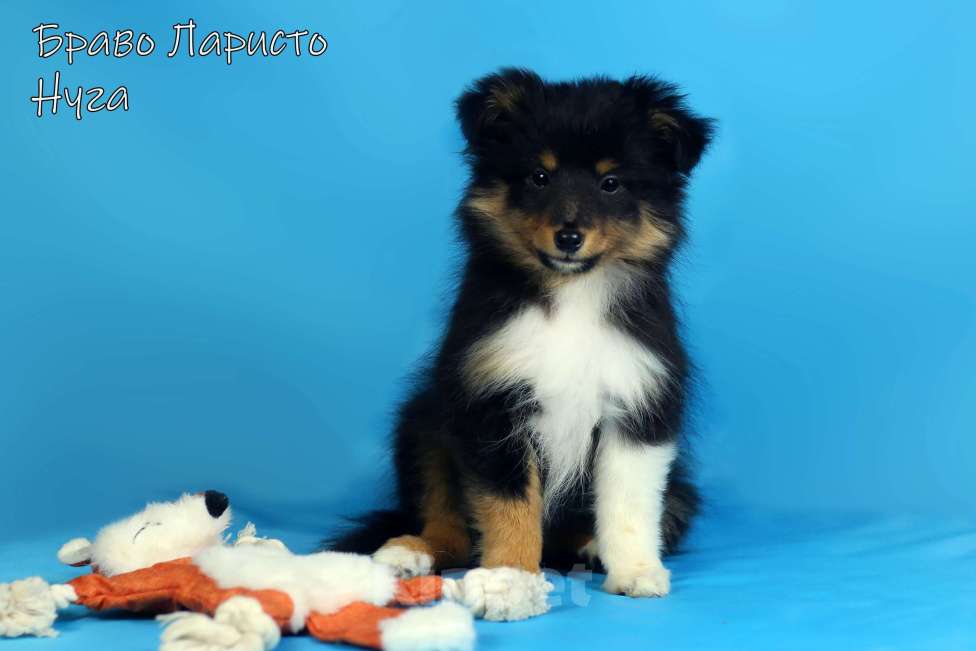 Собаки в Рязани: Щенки шелти. Девочка, Бесплатно - фото 4