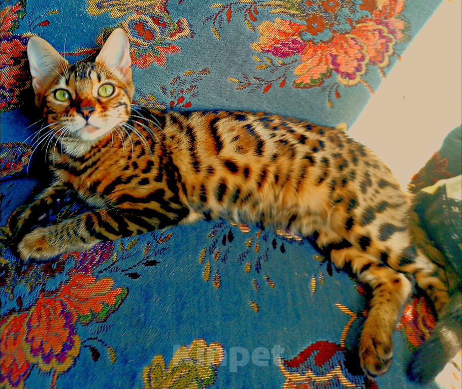 Кошки в Геленджике: Бенгальские котята Девочка, 15 000 руб. - фото 4