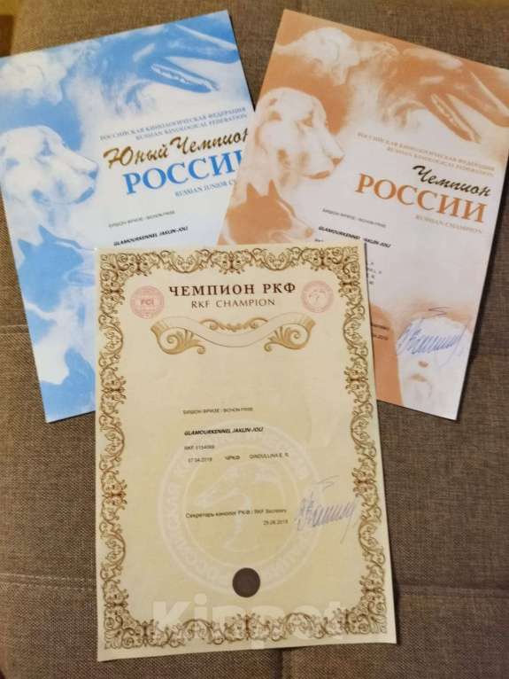 Собаки в Казани: Чудесные бишон-фризе Девочка, 100 000 руб. - фото 8