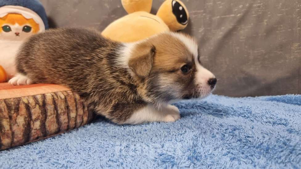 Собаки в Москве: Элитный щенок Мальчик, 85 000 руб. - фото 5