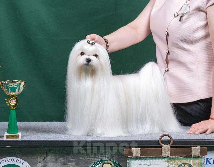 Собаки в Алексине: Щенки мальтезе/мальтийская болонка Разнополые, 80 000 руб. - фото 7