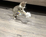Кошки в Казани: Отдам котёнка в добрые руки  Девочка, 10 руб. - фото 2