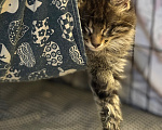 Кошки в Санкт-Петербурге: Котенок Чарльз Мальчик, Бесплатно - фото 7