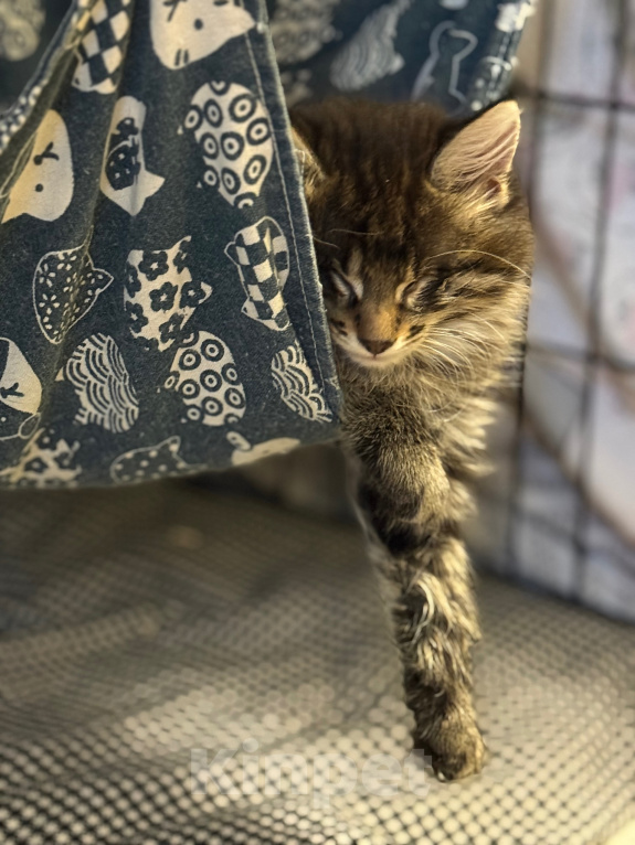 Кошки в Санкт-Петербурге: Котенок Чарльз Мальчик, Бесплатно - фото 7