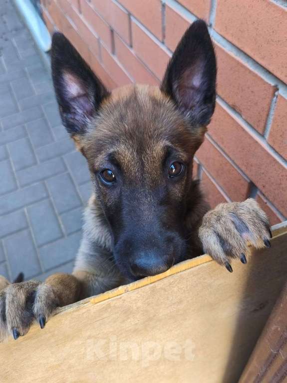 Собаки в Шахте: Продается щенок Малинуа Девочка, 30 000 руб. - фото 2