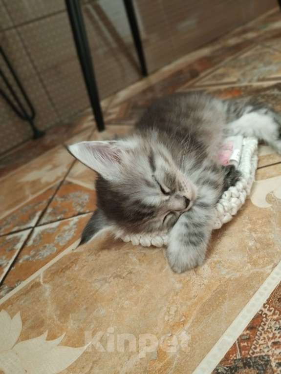 Кошки в Ставрополе: Алмаз  Мальчик, 25 000 руб. - фото 4